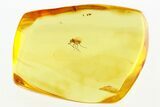 Fossil True Midge with Attached Phoretic Mite in Baltic Amber #288521-1
